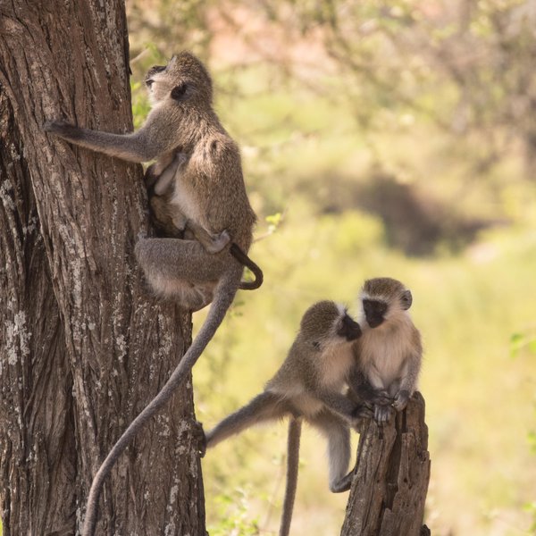 Kenya Bike Odyssey — photo 46