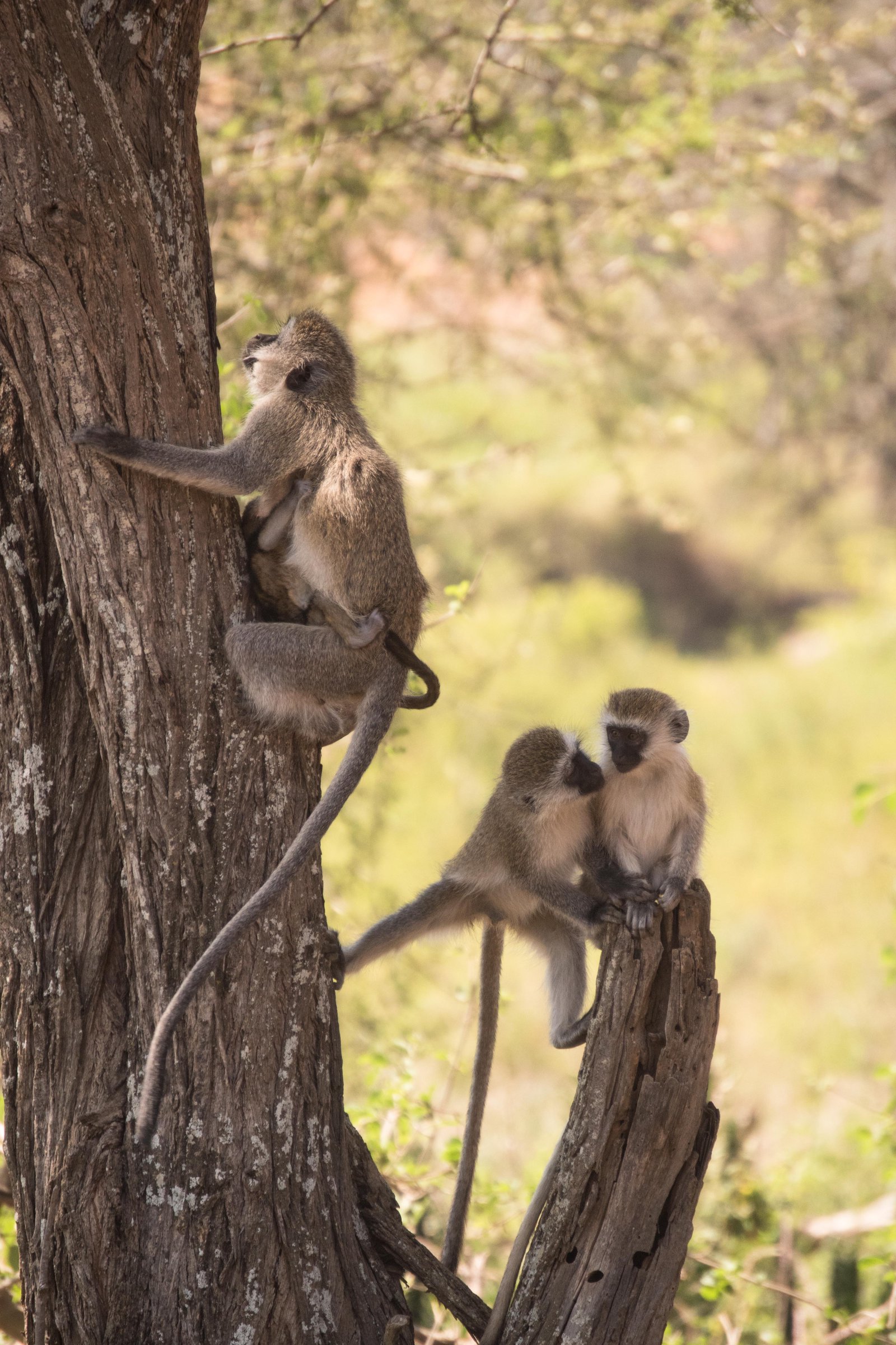 Kenya Bike Odyssey — photo 46